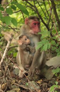 Sanjay Gandhi National Park Mumbai