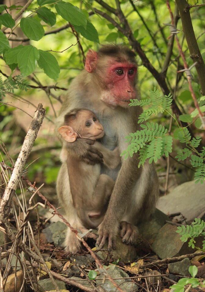 Sanjay Gandhi National Park Mumbai