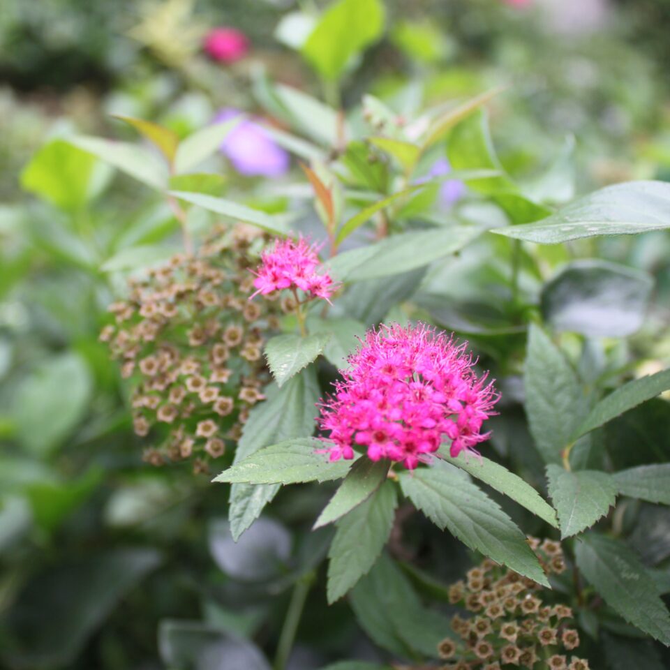 Flowers in Chail, Himachal Pradesh (