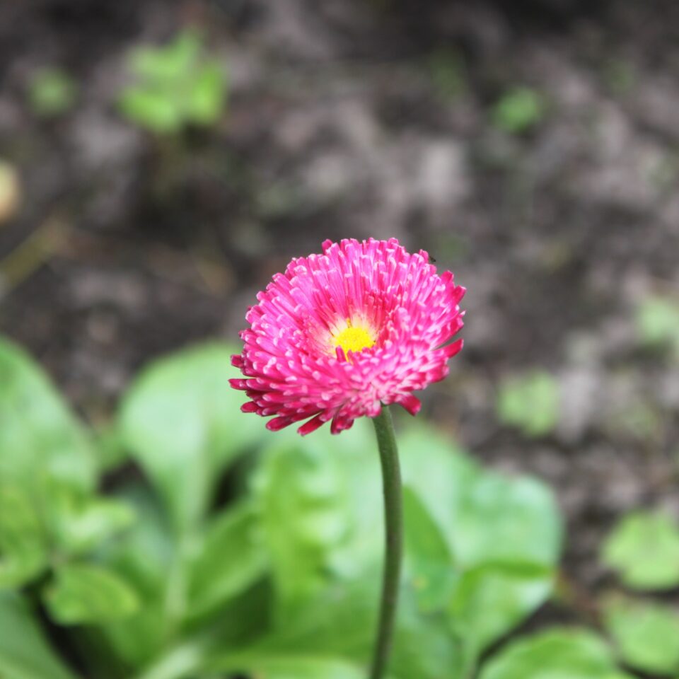 Flowers in Chail, Himachal Pradesh (