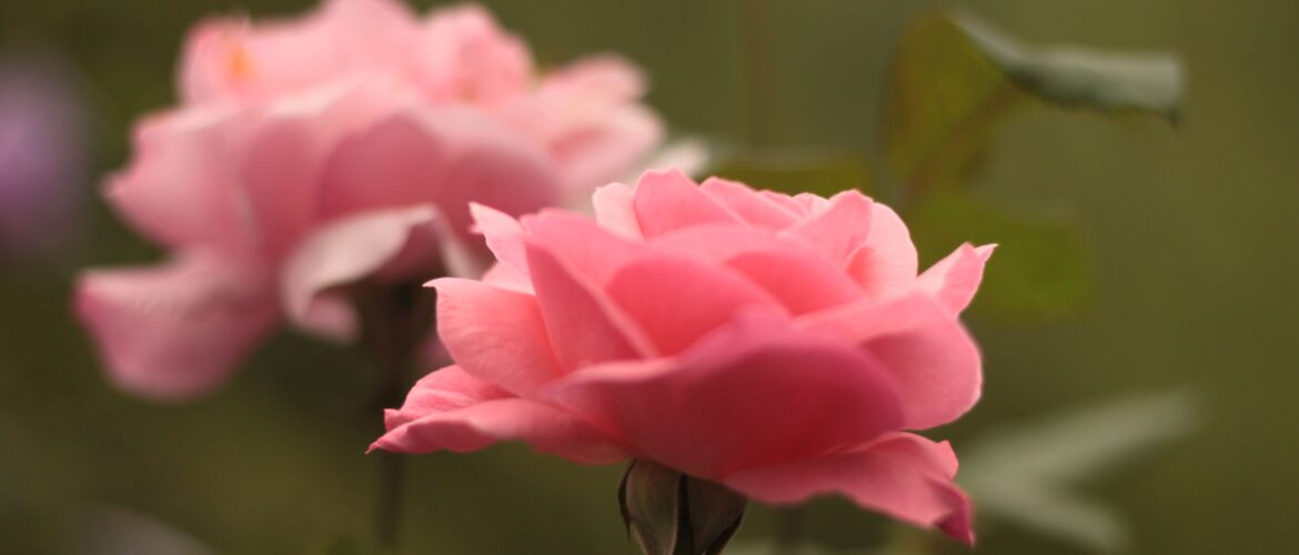 Flowers in Chail, Himachal Pradesh (