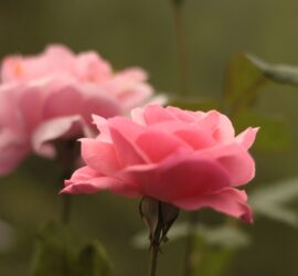 Flowers in Chail, Himachal Pradesh (