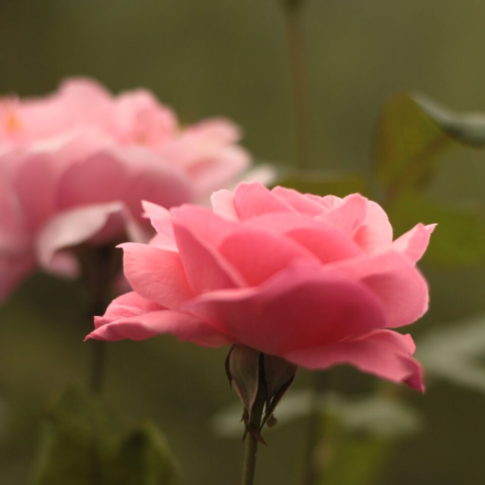 Flowers in Chail, Himachal Pradesh (