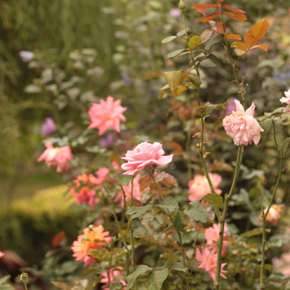 Flowers in Chail, Himachal Pradesh (