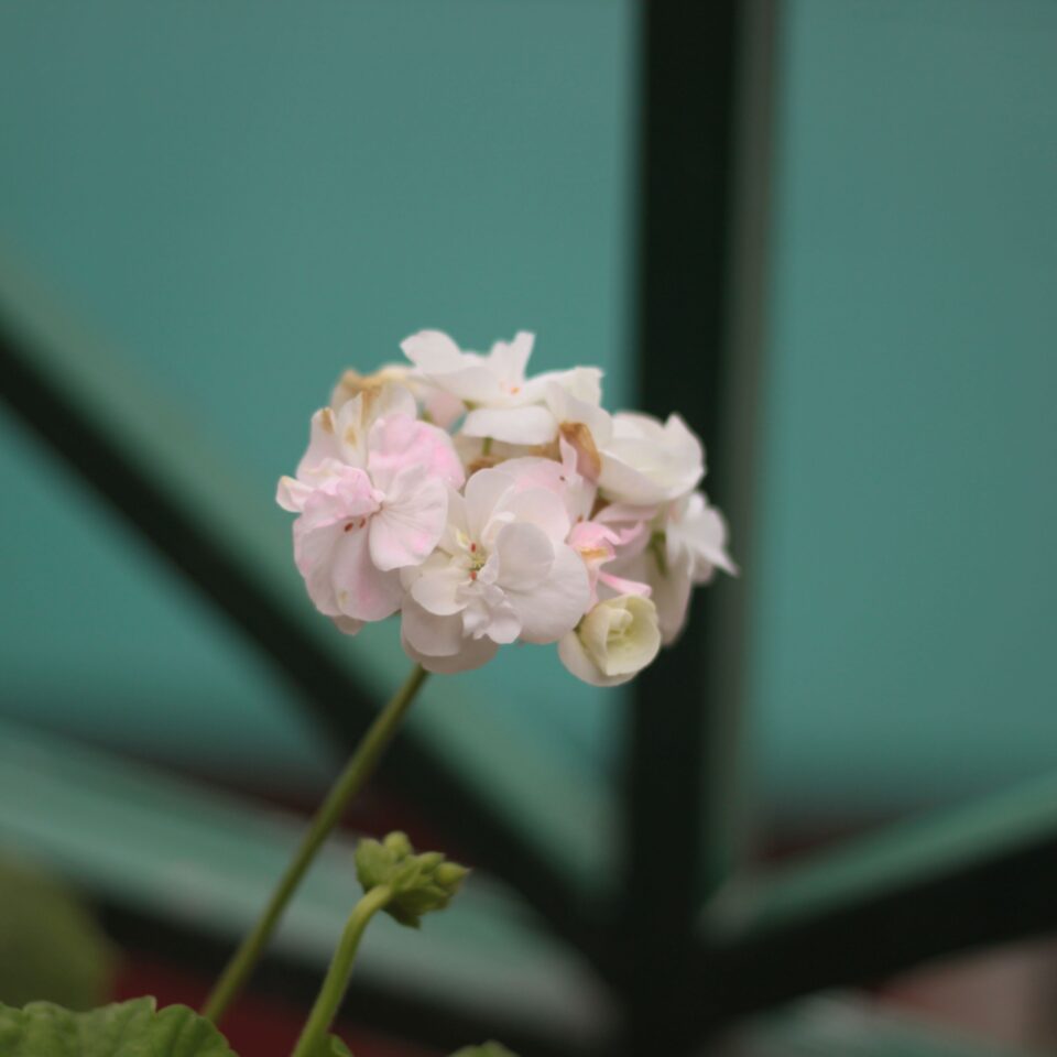 Flowers in Chail, Himachal Pradesh (