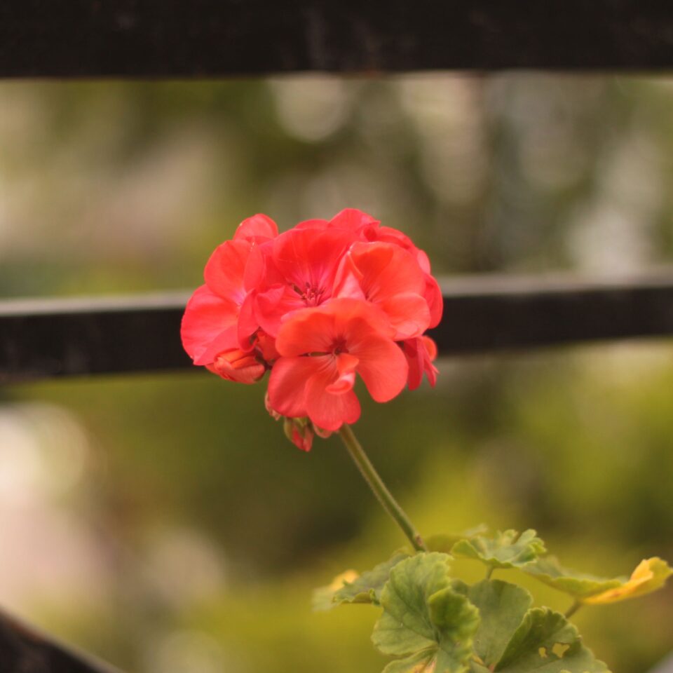 Flowers in Chail, Himachal Pradesh (