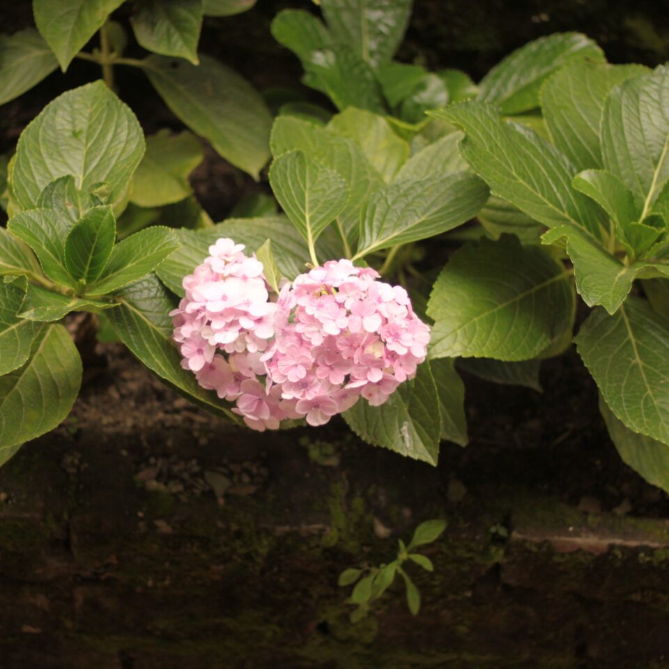 Flowers in Chail, Himachal Pradesh (