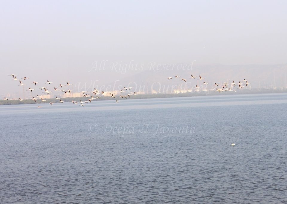 Flamingoes in Sewri Mudflat, Mumbai