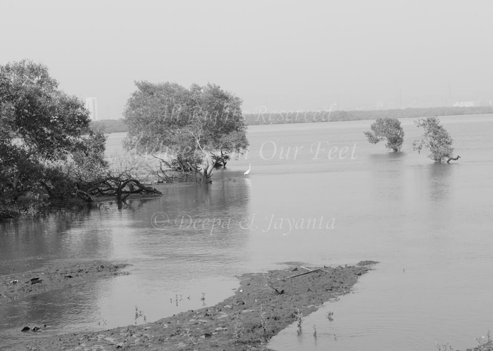 Flamingoes in Sewri Mudflat, Mumbai