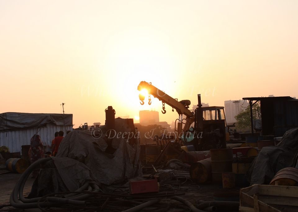 Flamingoes in Sewri Mudflat, Mumbai