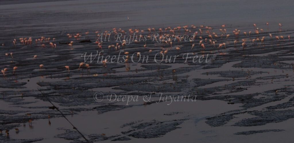 Flamingoes in Sewri Mudflat, Mumbai