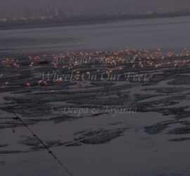 Flamingoes in Sewri Mudflat, Mumbai