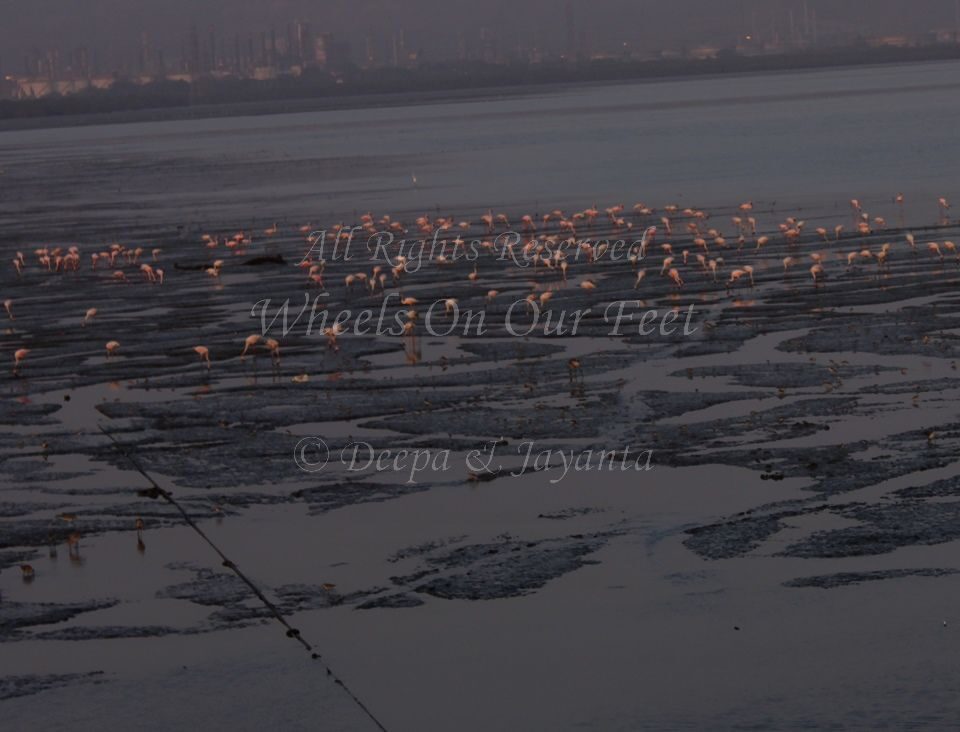 Flamingoes in Sewri Mudflat, Mumbai