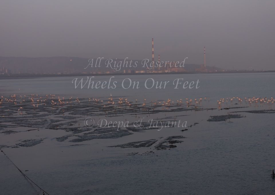 Flamingoes in Sewri Mudflat, Mumbai