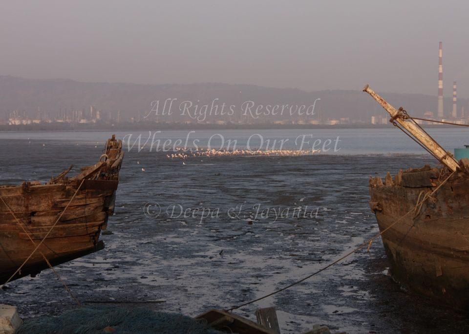 Flamingoes in Sewri Mudflat, Mumbai