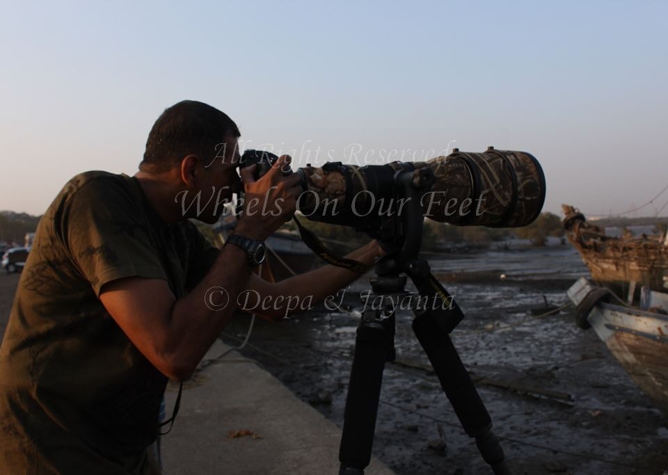 Flamingoes in Sewri Mudflat, Mumbai