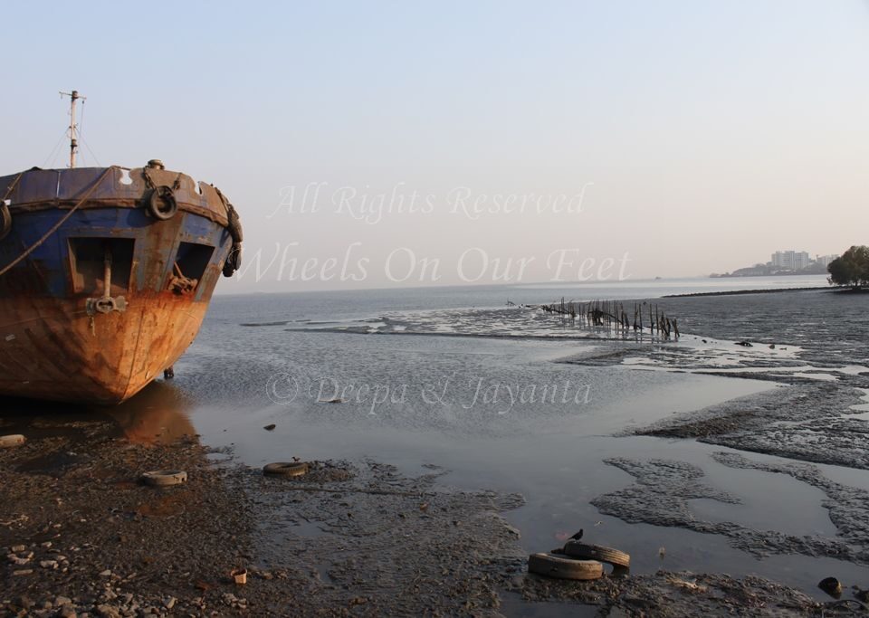 Flamingoes in Sewri Mudflat, Mumbai