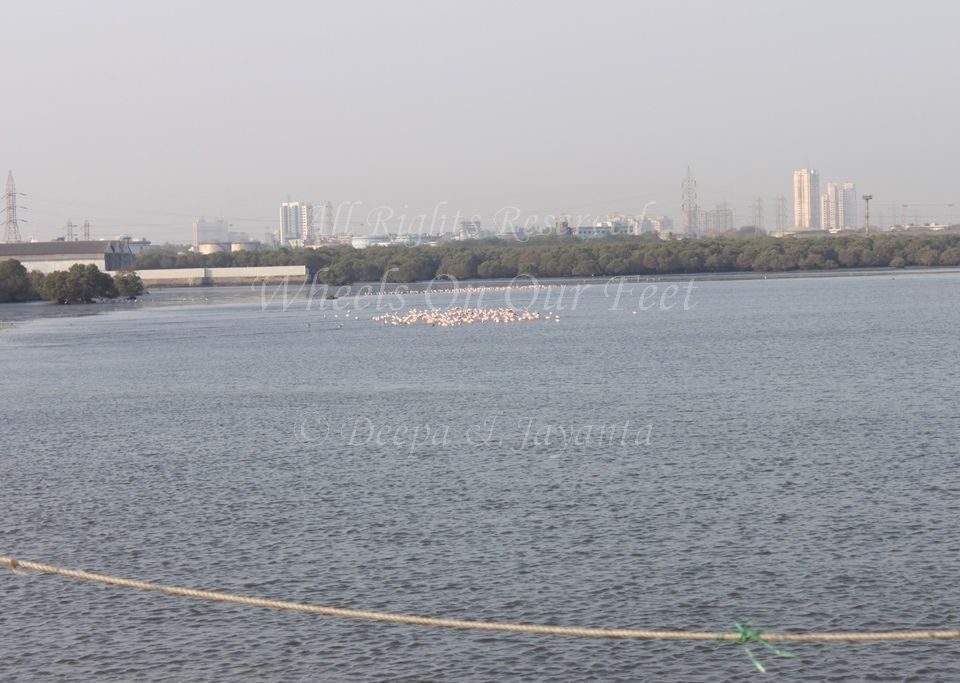 Flamingoes in Sewri Mudflat, Mumbai