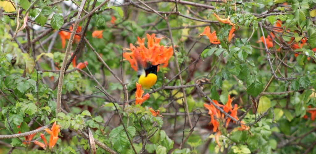 Birds Watching in Jim Corbett's Solluna Resort