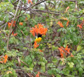 Birds Watching in Jim Corbett's Solluna Resort