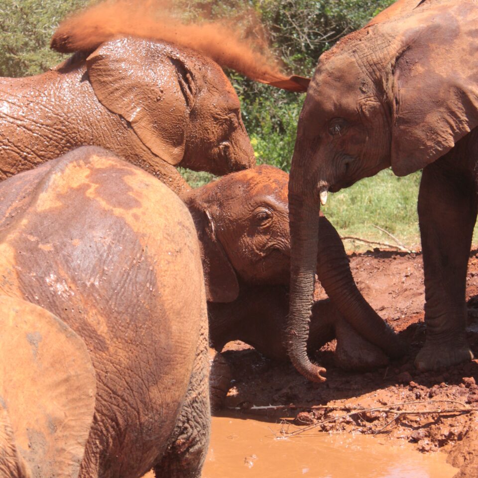 Tour of David Sheldrick Elephant Centre in Nairobi, Kenya