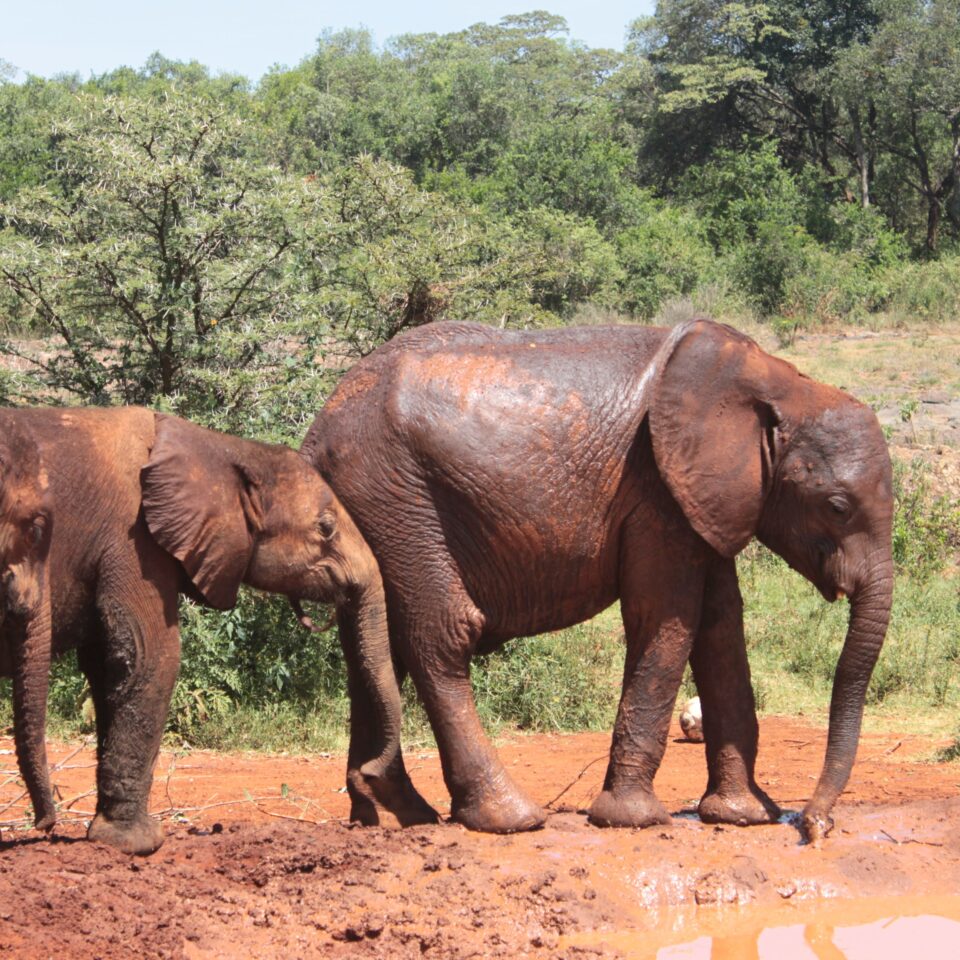 Tour of David Sheldrick Elephant Centre in Nairobi, Kenya