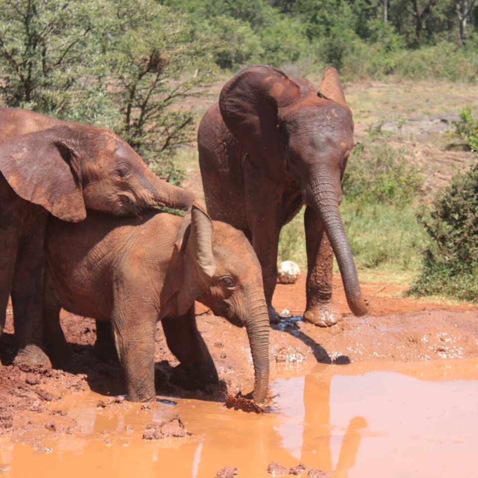 Tour of David Sheldrick Elephant Centre in Nairobi, Kenya