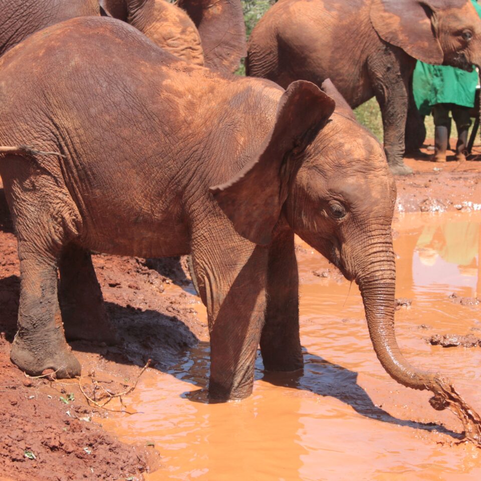 Tour of David Sheldrick Elephant Centre in Nairobi, Kenya