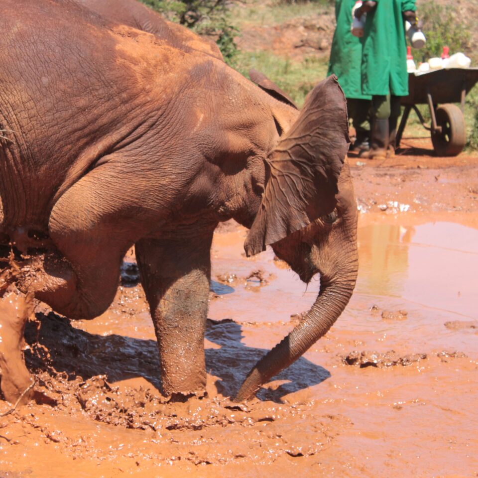 Tour of David Sheldrick Elephant Centre in Nairobi, Kenya