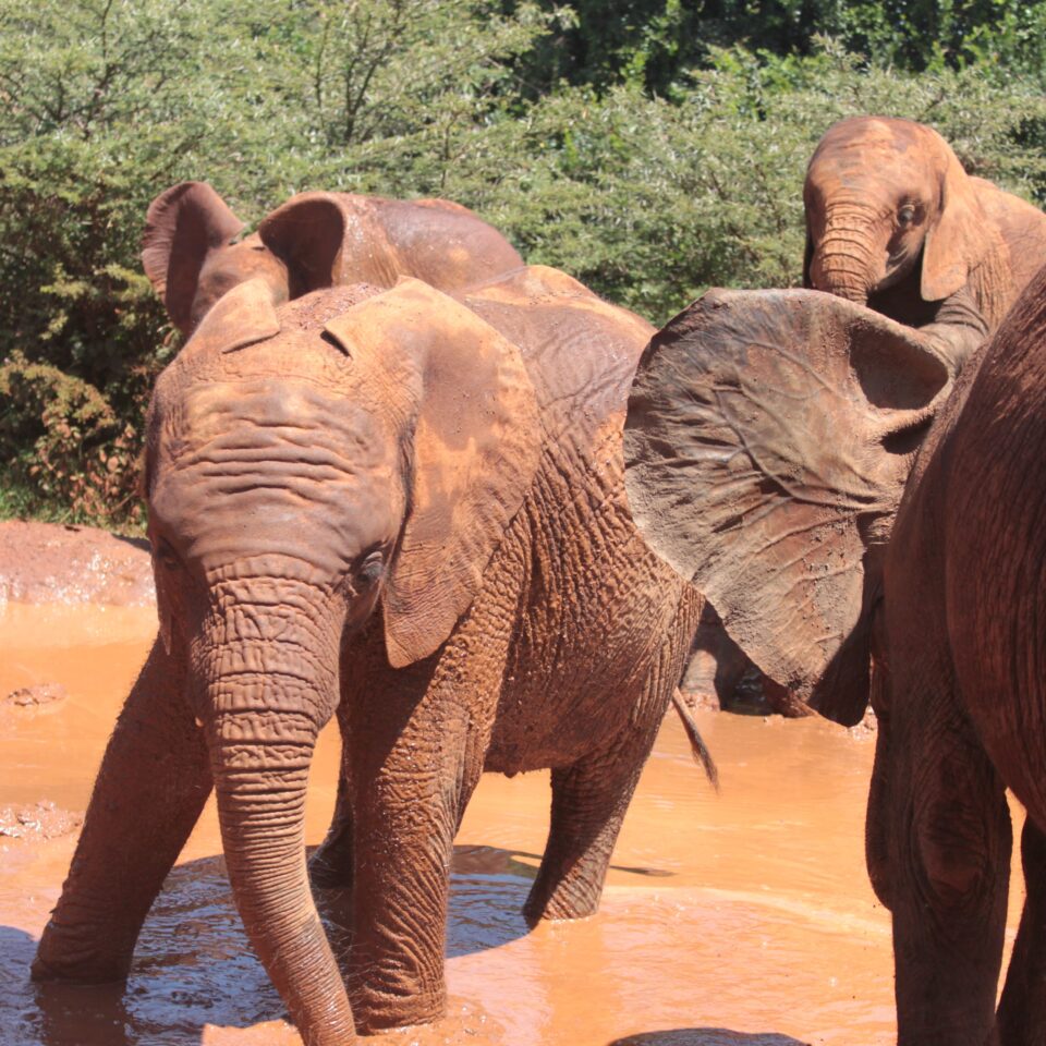 Tour of David Sheldrick Elephant Centre in Nairobi, Kenya