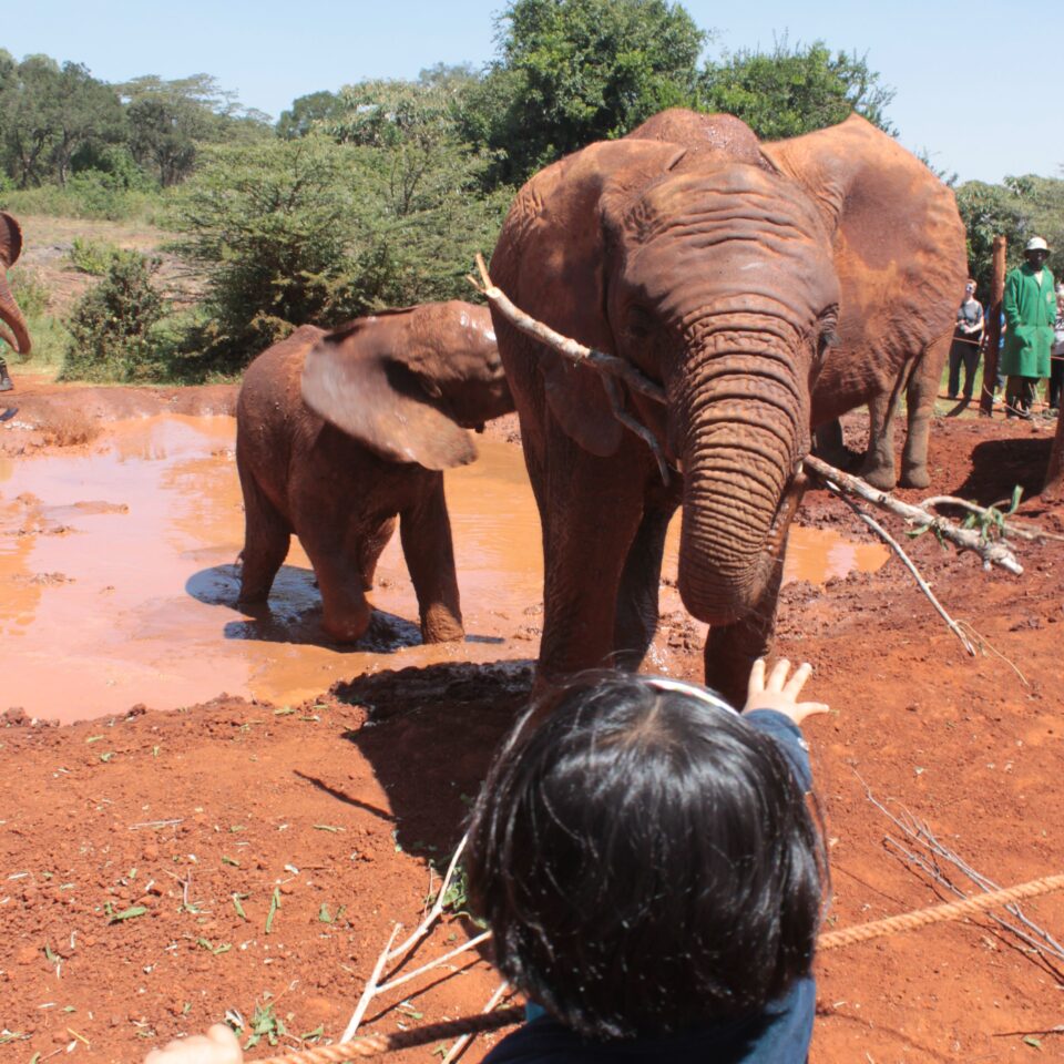 Tour of David Sheldrick Elephant Centre in Nairobi, Kenya