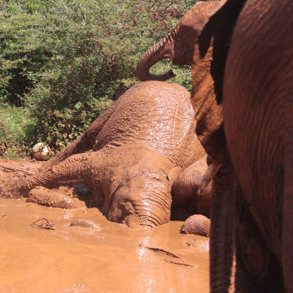 Tour of David Sheldrick Elephant Centre in Nairobi, Kenya