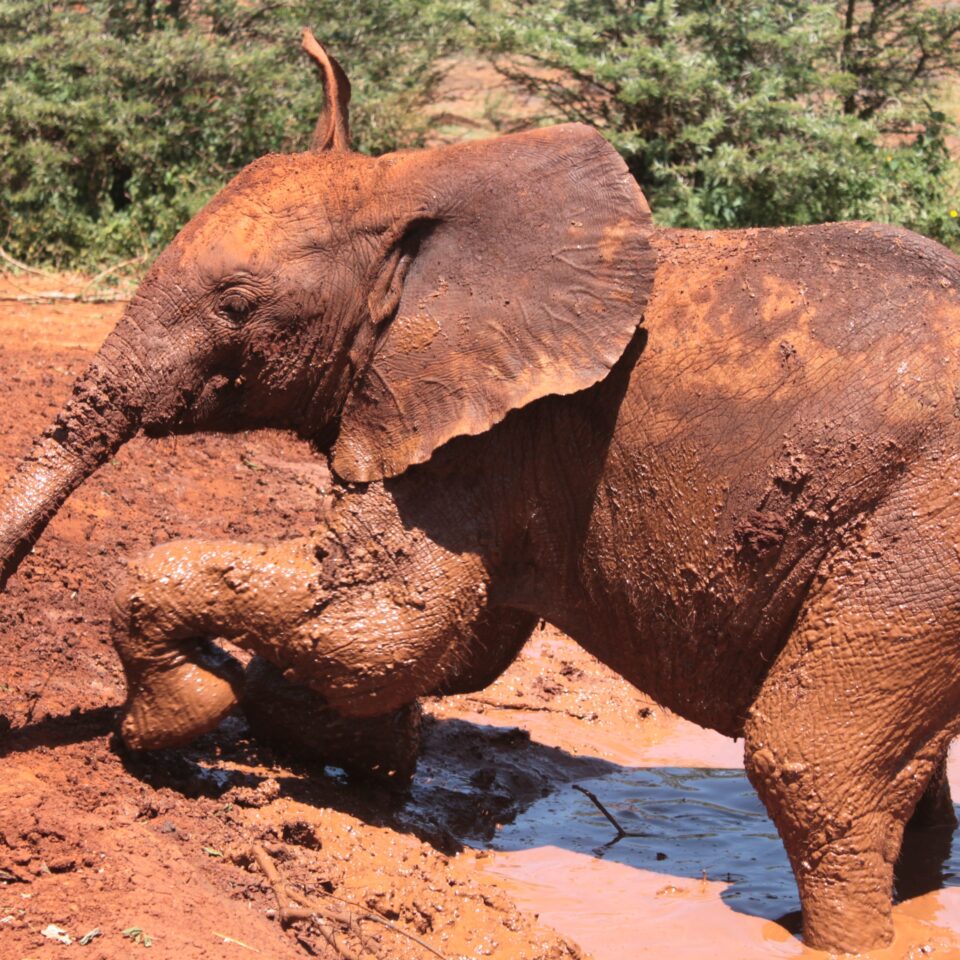 Tour of David Sheldrick Elephant Centre in Nairobi, Kenya