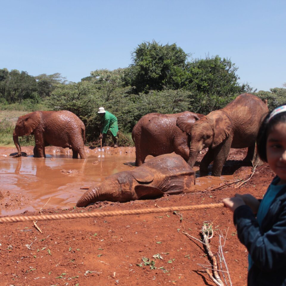 Tour of David Sheldrick Elephant Centre in Nairobi, Kenya