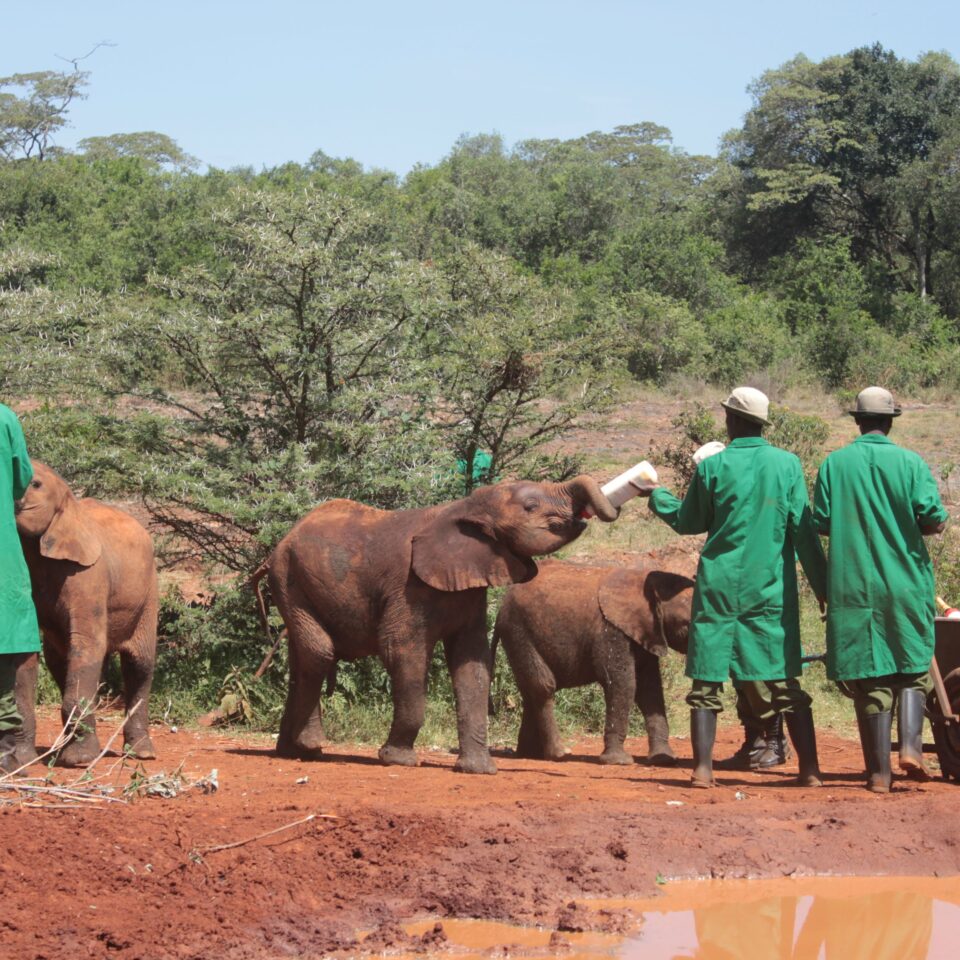 Tour of David Sheldrick Elephant Centre in Nairobi, Kenya