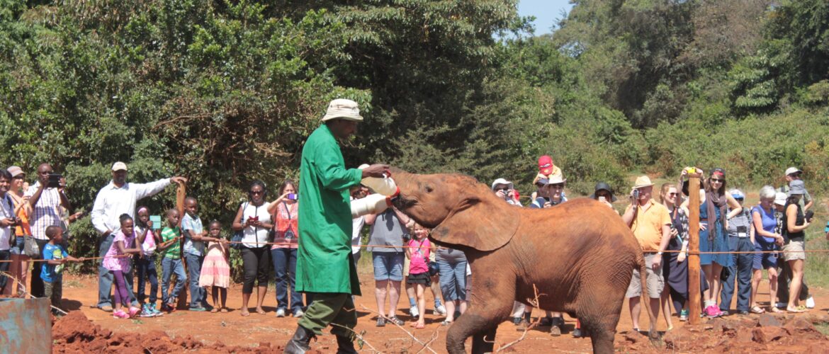 Tour of David Sheldrick Elephant Centre in Nairobi, Kenya