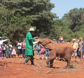 Tour of David Sheldrick Elephant Centre in Nairobi, Kenya