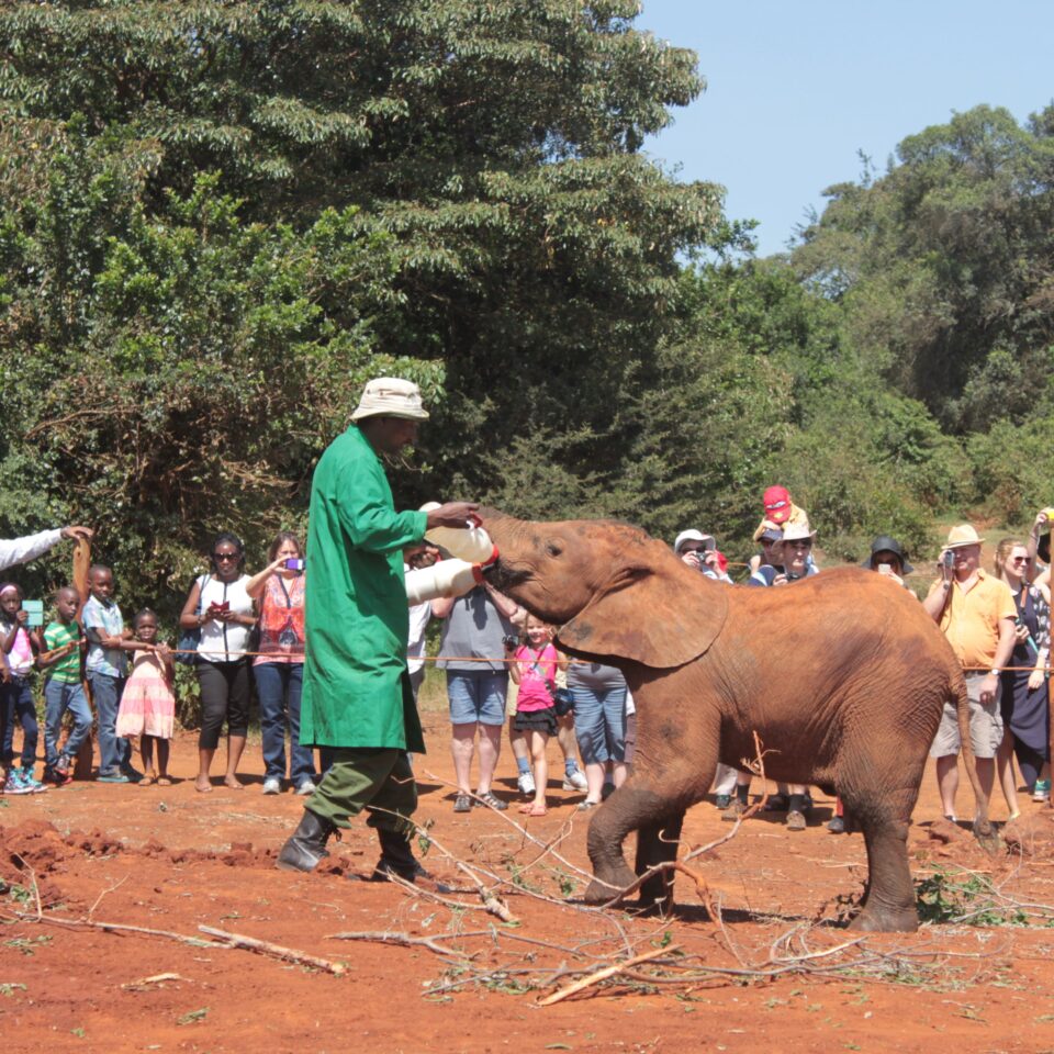 Tour of David Sheldrick Elephant Centre in Nairobi, Kenya