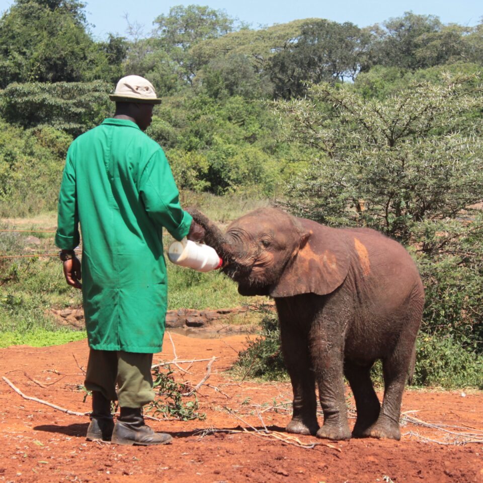 Tour of David Sheldrick Elephant Centre in Nairobi, Kenya