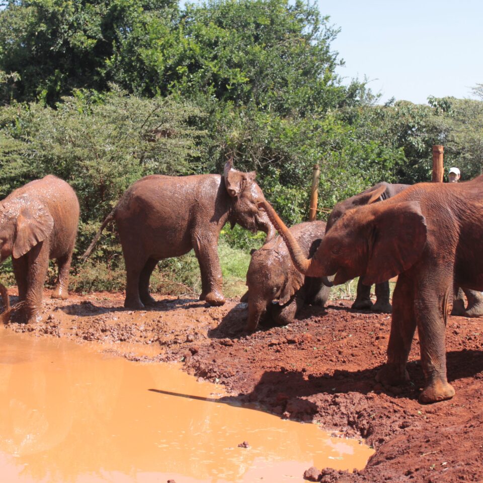 Tour of David Sheldrick Elephant Centre in Nairobi, Kenya