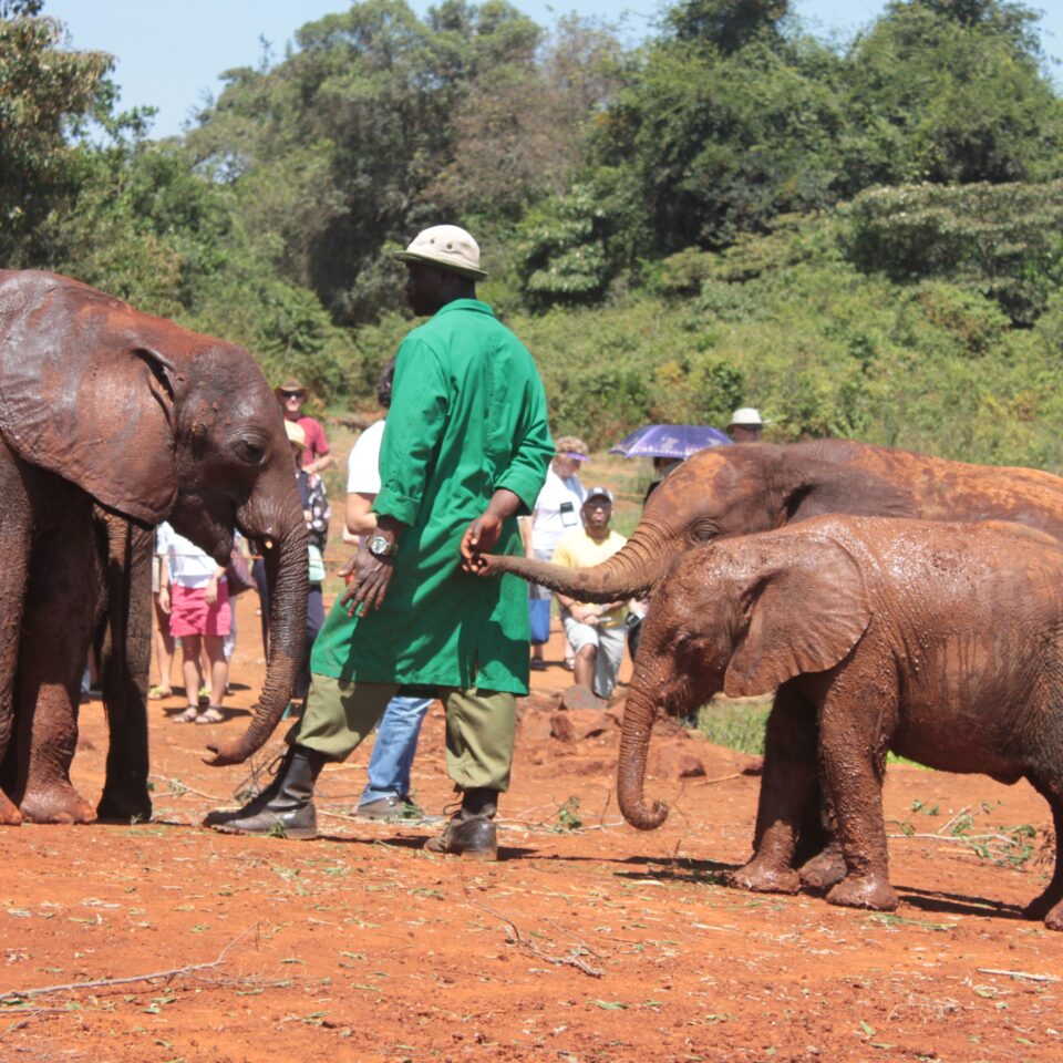 Tour of David Sheldrick Elephant Centre in Nairobi, Kenya