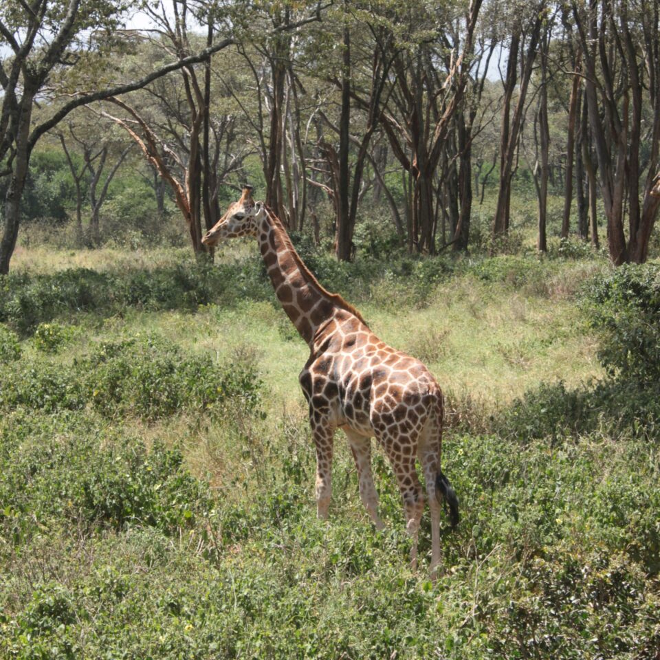 Tour of the Giraffe Centre in Nairobi, Kenya