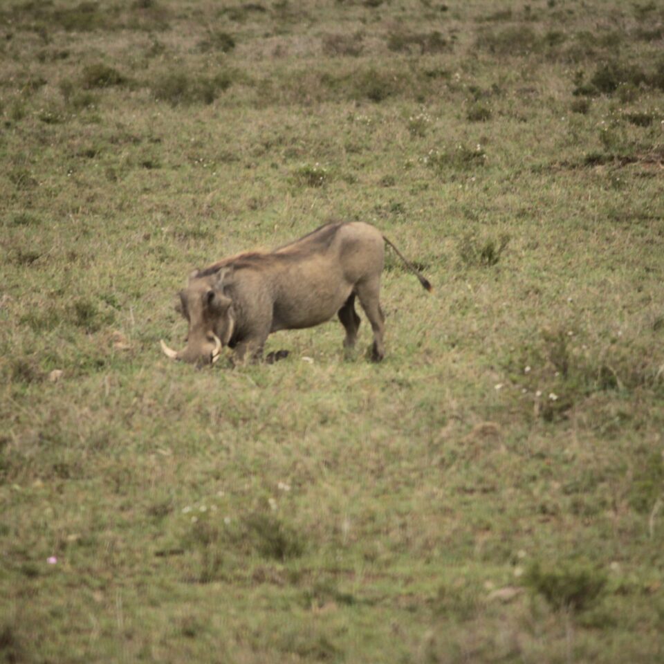 Tour of the Hell’s Gate National Park in Naivasha, Kenya