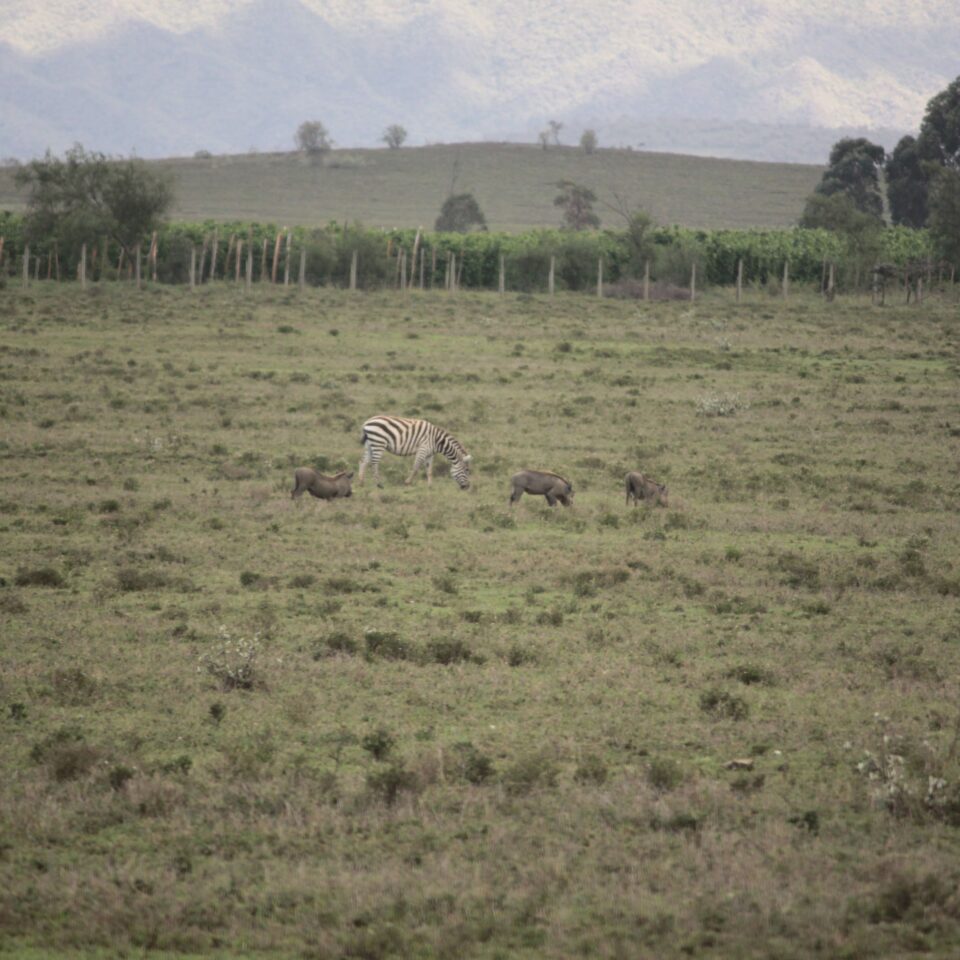 Tour of the Hell’s Gate National Park in Naivasha, Kenya