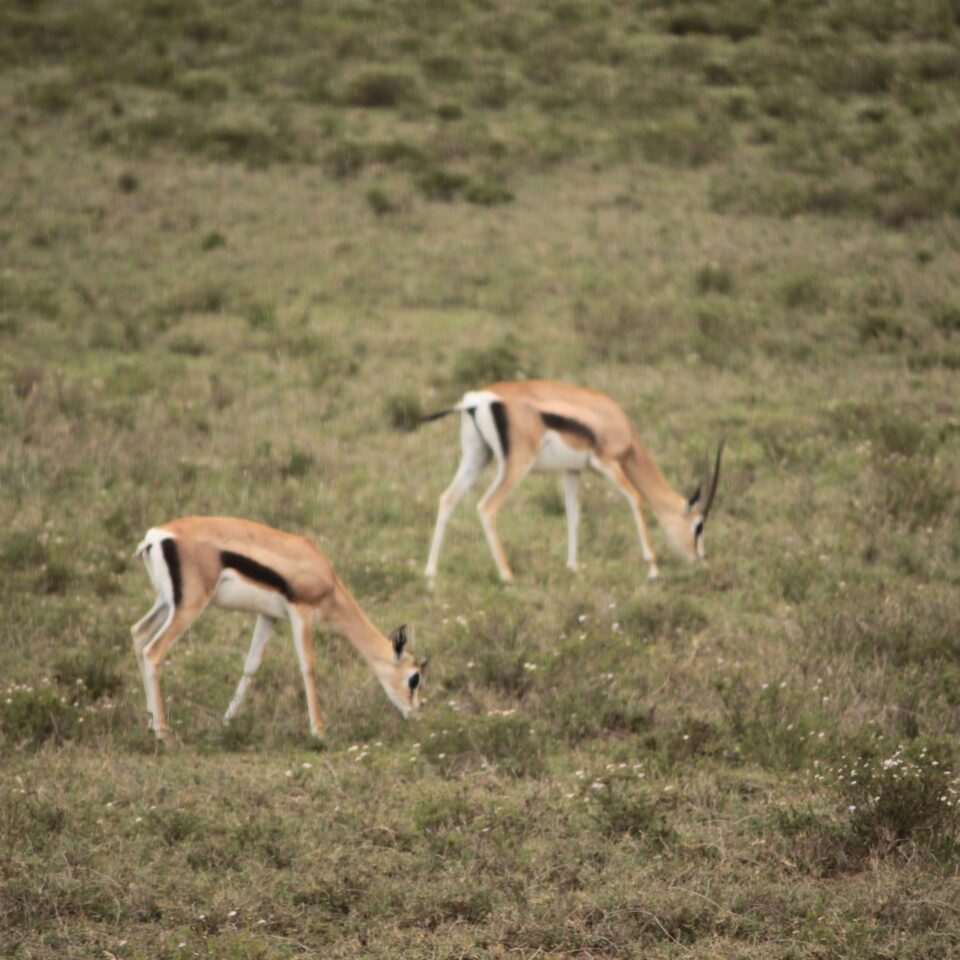 Tour of the Hell’s Gate National Park in Naivasha, Kenya