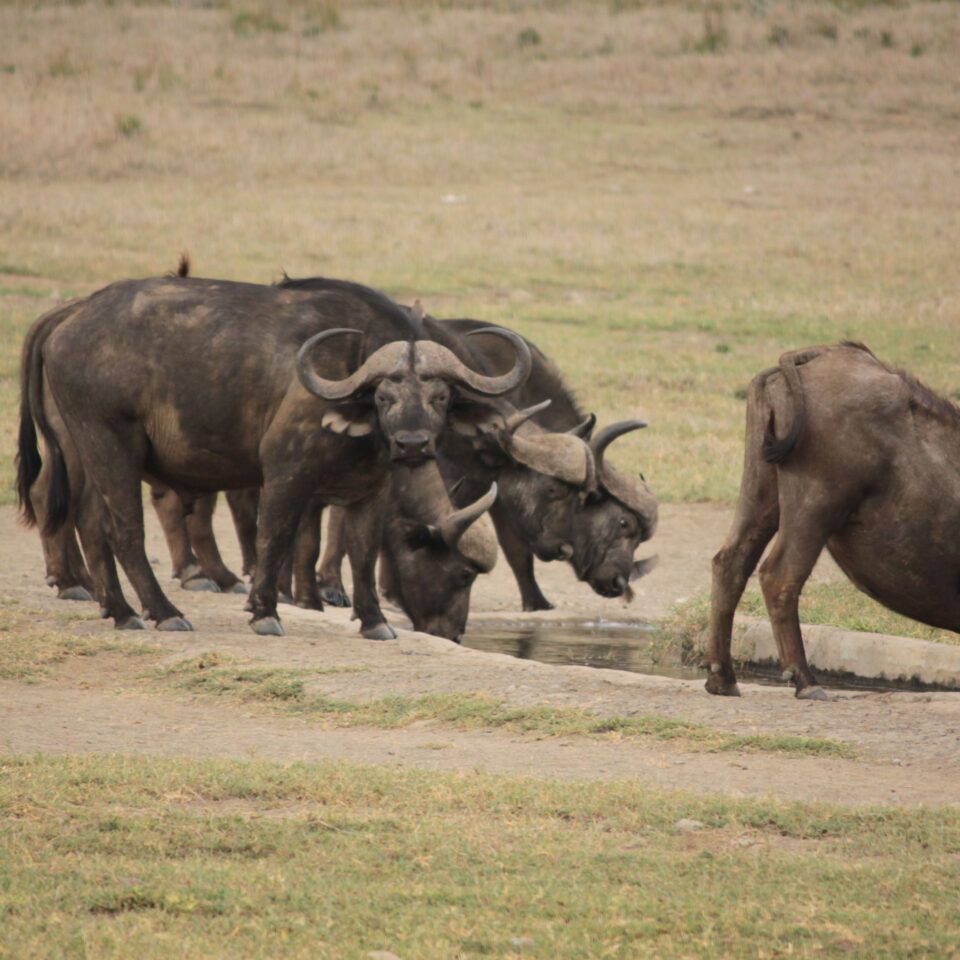 Tour of the Hell’s Gate National Park in Naivasha, Kenya