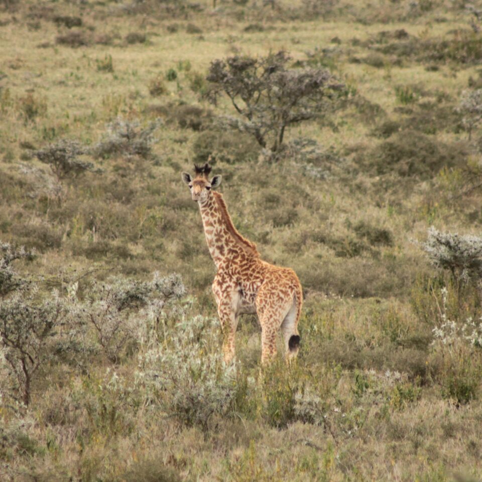 Tour of the Hell’s Gate National Park in Naivasha, Kenya