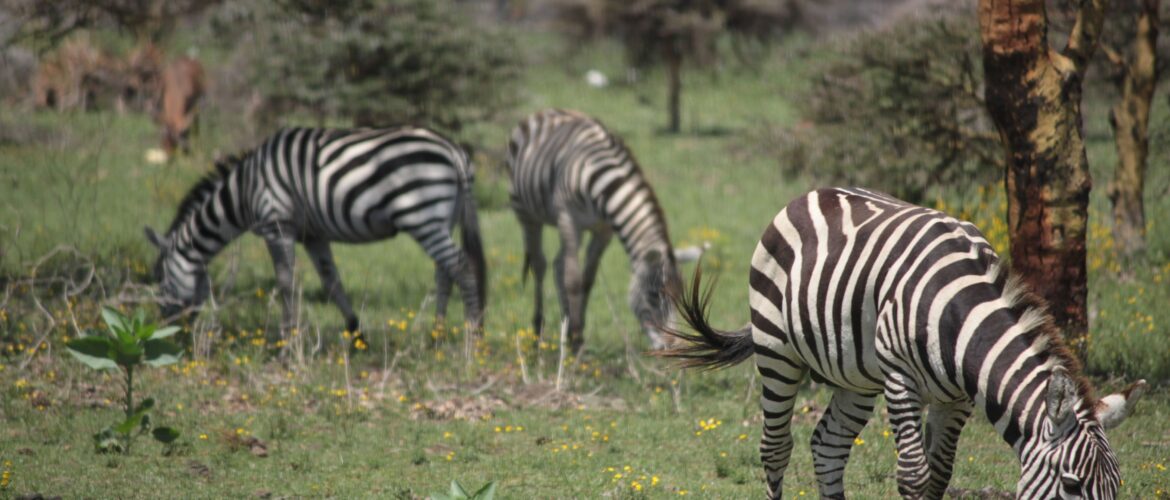 A Walk In The Woods of Lake Naivasha, Kenya