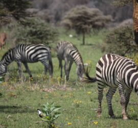 A Walk In The Woods of Lake Naivasha, Kenya