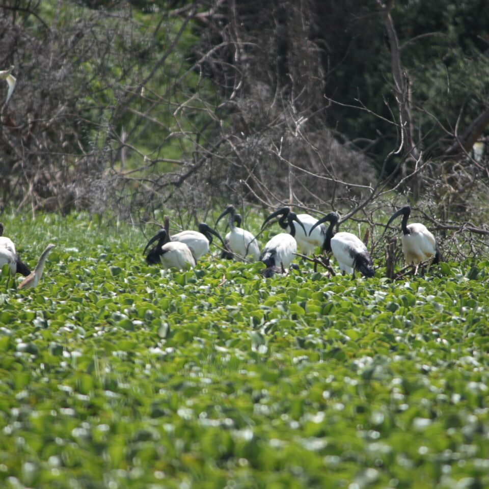 Take A Boat Ride on Lake Naivasha, Kenya